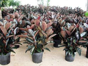 Plantas de interior - árvores