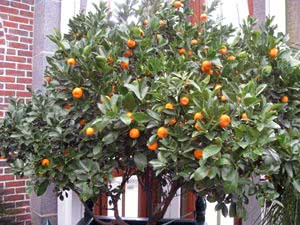 Árvores de interior - laranja