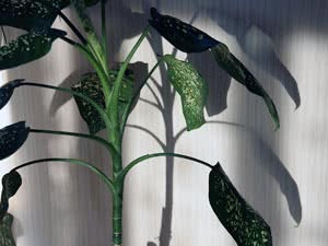 Árvores de interior - dieffenbachia