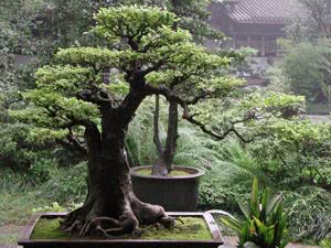 Árvores de interior - bonsai