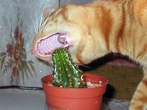 O que fazer se um gato for envenenado por um vaso de flores O que fazer se um gato for envenenado por um vaso de flores
