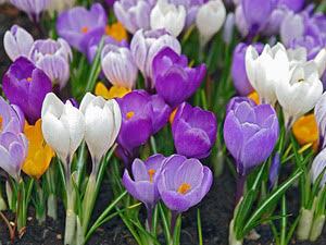 Crocus cvjetovi