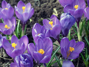 Açafrão roxo (açafrão) Flores de açafrão ou açafrão