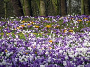 Prado de açafrão Prado de flores de açafrão
