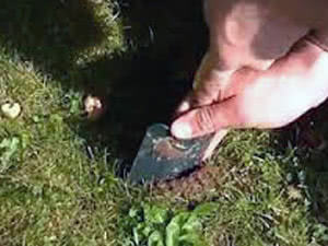 Plantio de açafrão Quando plantar açafrão