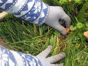 Plantando bulbos de açafrão Onde plantar açafrão