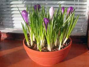 Açafrão em um vaso de flores Plantando açafrão em vasos