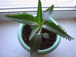 צמחי מרפא מקורה Kalanchoe