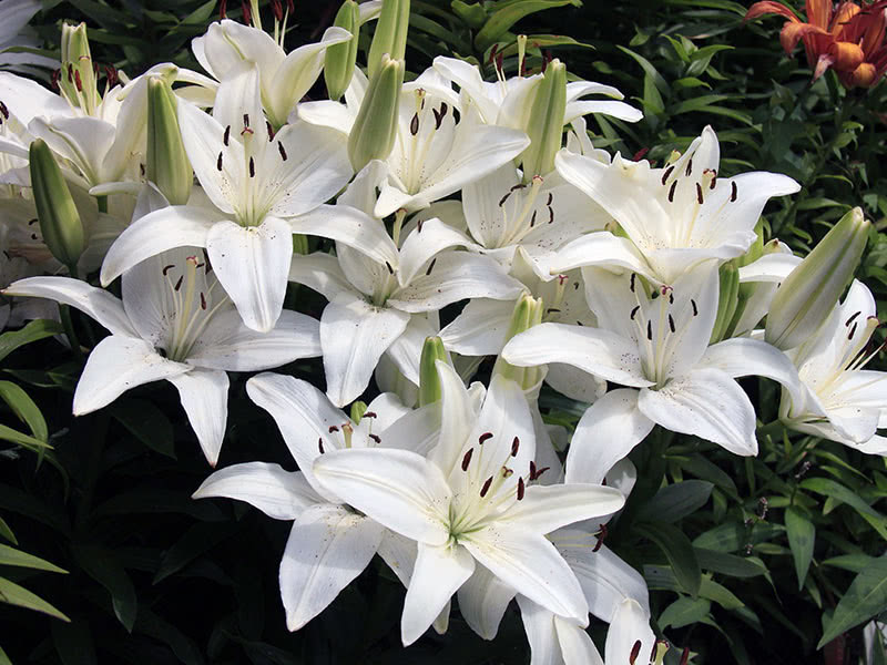 Lily Candidum Apollo