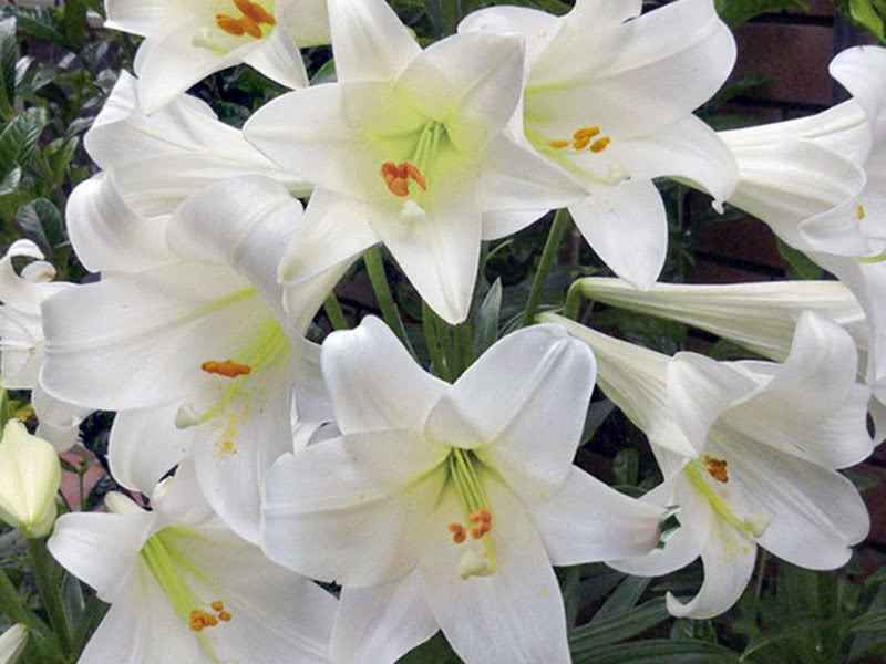 Lily White Haven de flores longas
