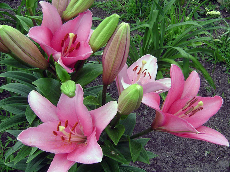 Lily LA híbrida Brindisi