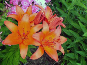 Lírio laranja Flor de lírio na natureza