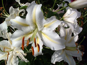 Lírio branco Flor de lírio em um buquê