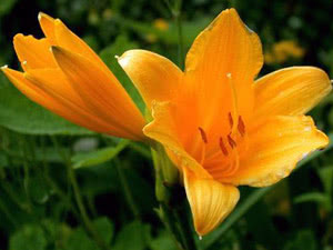 Lírio amarelo Flor de lírio no jardim