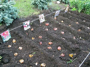 Como plantar bulbos de lírio Onde plantar lírios