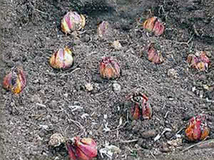 Lâmpadas de lírio Quando plantar lírios
