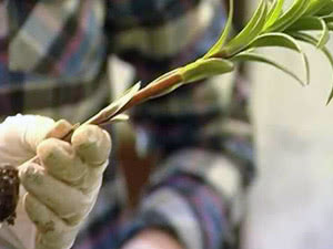 Broto de lírio Sutilezas de plantar lírios