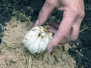 Plantando bulbos de lírio Comprando lâmpadas de lírio