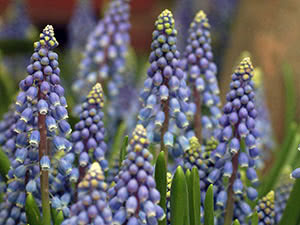 Muscari cvijet