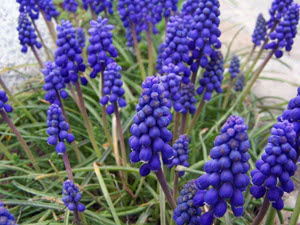 Muscari cvjetovi