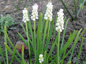 Muscari branco Cuidado muscari