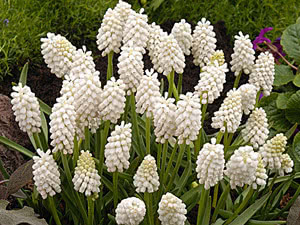 Flores brancas muscari Cuidado do pavilhão para muscari