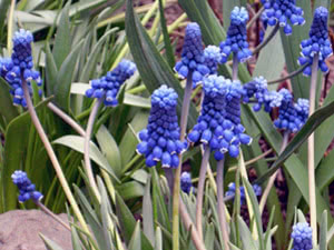 Muscari Muscari - cuidado do jardim