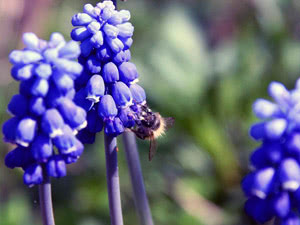 Abelha no muscari Muscari - pousando