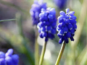 Muscari azul Onde plantar muscari