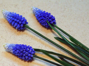 Cortar muscari Processo de plantio de muscari