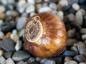 Lâmpada de narciso Quando comprar bulbos de narciso
