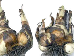 Lâmpadas de narciso Bulbos de narciso no inverno