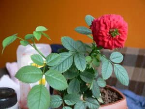 Quando podar rosas de interior Quando podar rosas de interior
