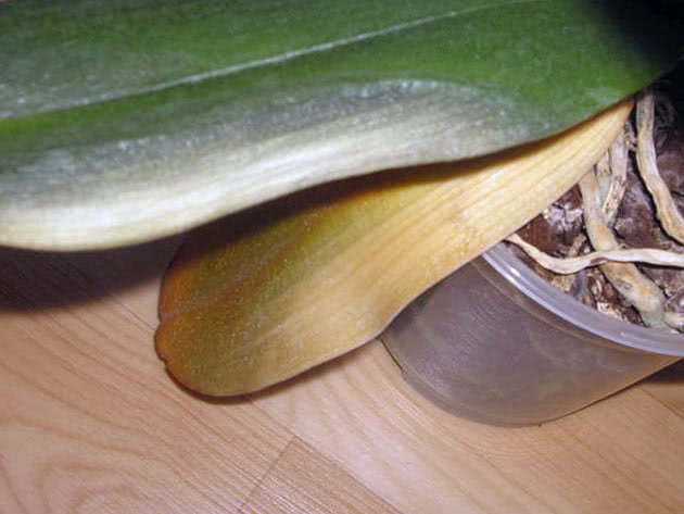 Daun orkid bertukar menjadi kuning