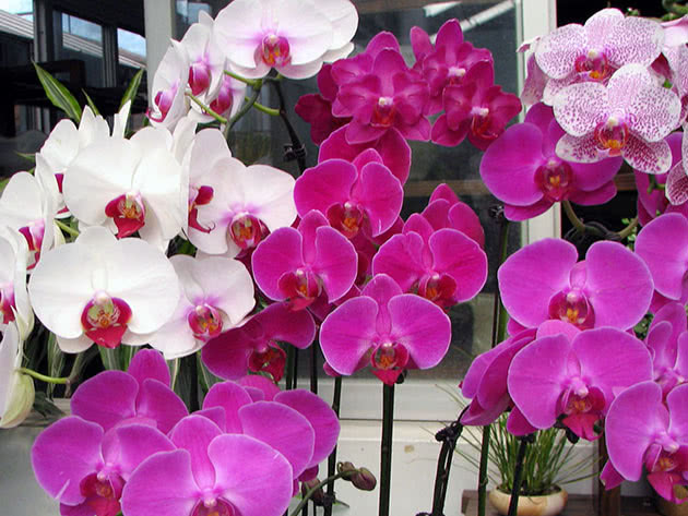 Phalaenopsis