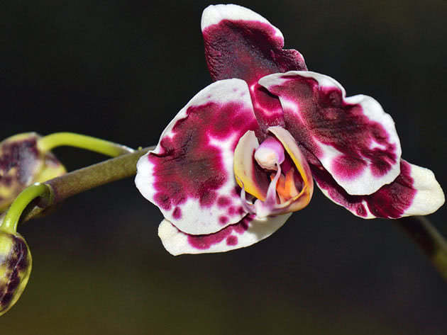 Orhideja Phalaenopsis