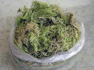 Sphagnum mahovina Sphagnum mahovina