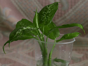 Propagação do pecíolo apical da dieffenbachia
