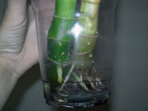 Propagação do pecíolo apical da dieffenbachia