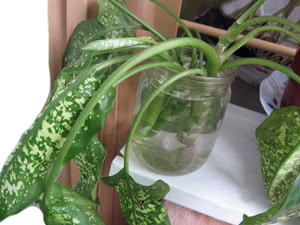 Reprodução de Dieffenbachia na água