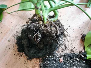 Métodos de criação Monstera
