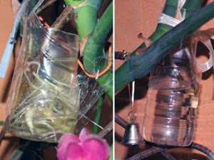 Propagação de Monstera por estacas
