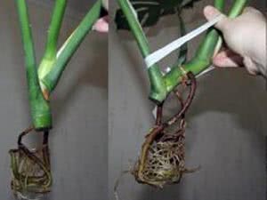 Problemas de reprodução Monstera