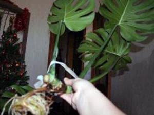 Reprodução de Monstera por camadas de ar