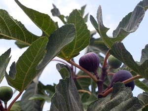 פיקוס זעיר