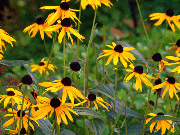 Uzgajanje rudbekije