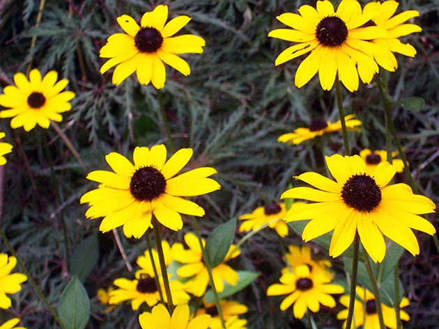 Pogon Rudbeckia na lokaciji