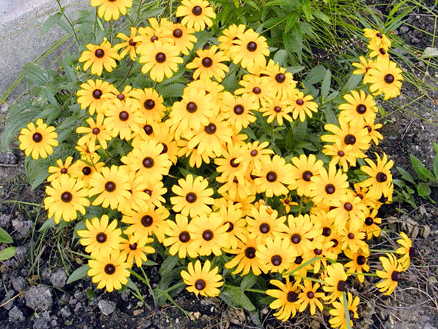 Rudbeckia dlakava / Rudbeckia hirta