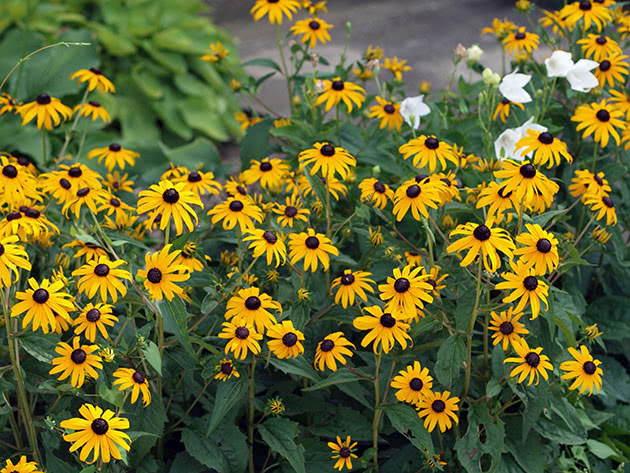 Rudbeckia briljantna, ili blistava rudbeckia / Rudbeckia fulgida