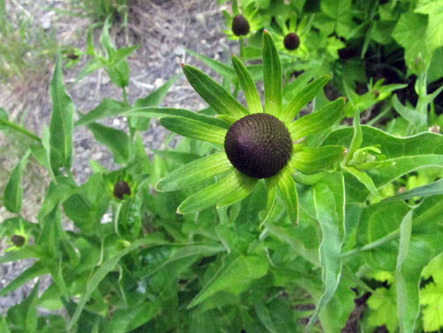 Zapadna Rudbeckia / Rudbeckia occidentalis